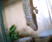 tokay gecko